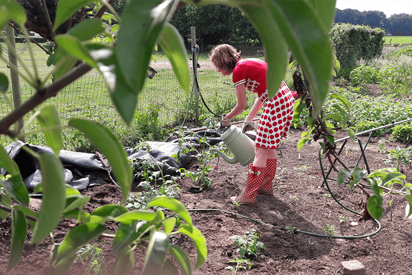 Een vrouw geeft haar tomatenplanten water